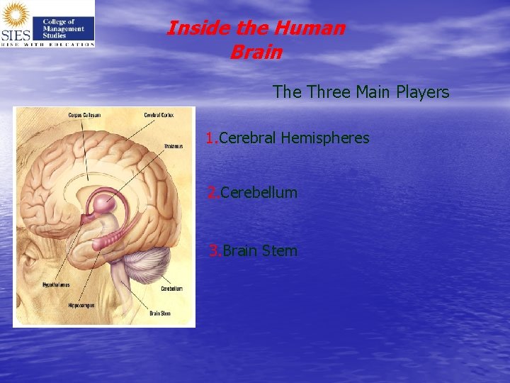 Inside the Human Brain The Three Main Players 1. Cerebral Hemispheres 2. Cerebellum 3.