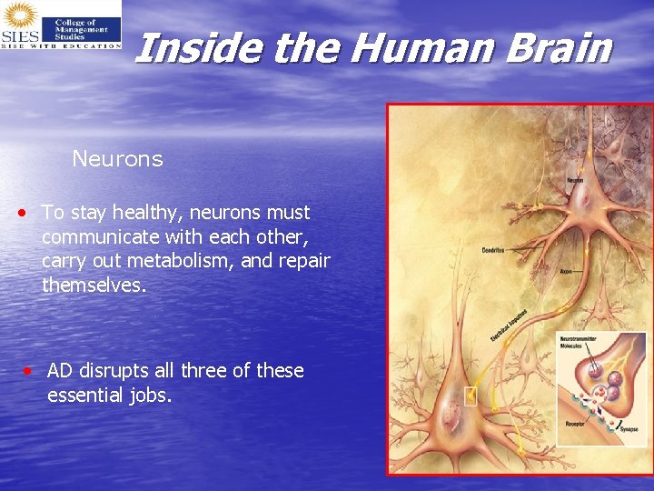 Inside the Human Brain Neurons • To stay healthy, neurons must communicate with each