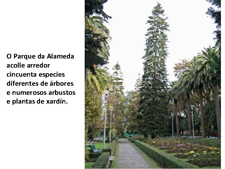 O Parque da Alameda acolle arredor cincuenta especies diferentes de árbores e numerosos arbustos O Parque da Alameda acolle arredor cincuenta especies diferentes de árbores e numerosos arbustos