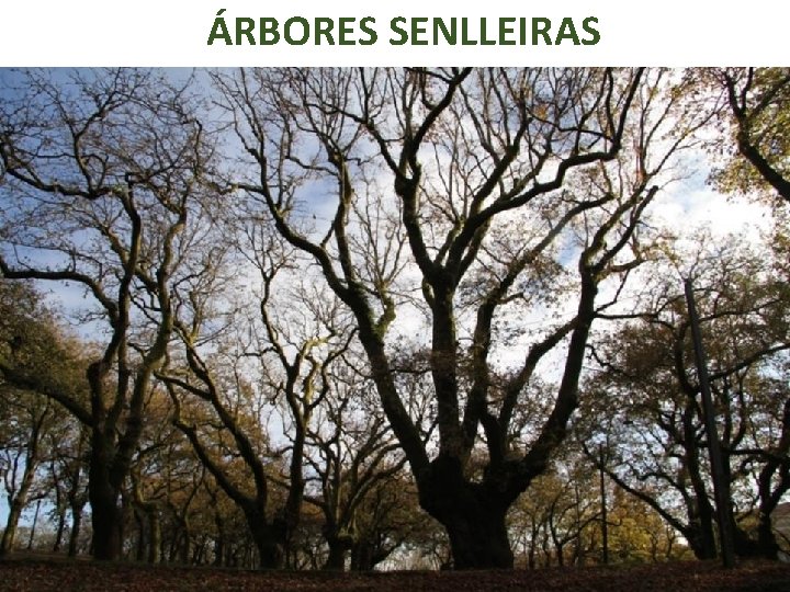 ÁRBORES SENLLEIRAS 