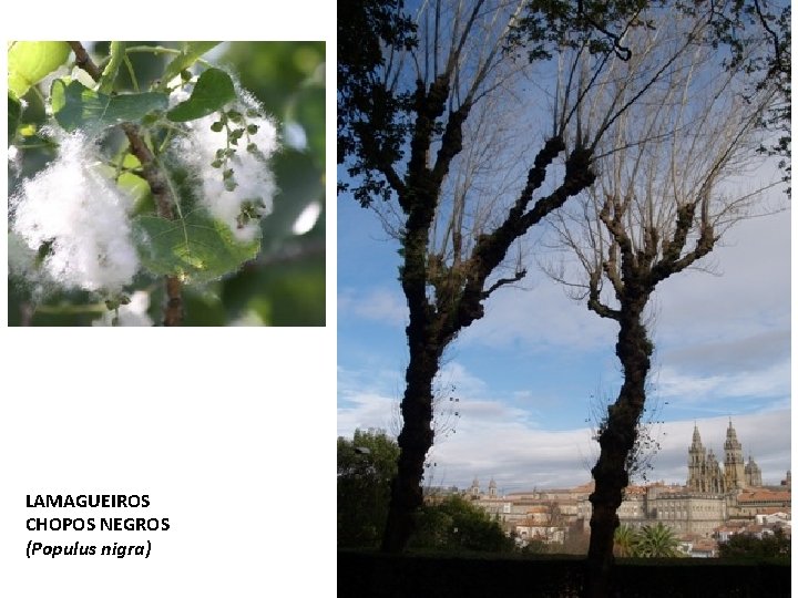 LAMAGUEIROS CHOPOS NEGROS (Populus nigra) LAMAGUEIROS CHOPOS NEGROS (Populus nigra)