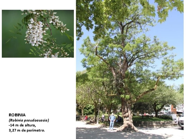 ROBINIA (Robinia pseudoacacia) -14 m de altura, 3, 27 m de perímetro. 