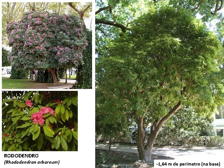 RODODENDRO (Rhododendron arboreum) -1, 64 m de perímetro (na base) RODODENDRO (Rhododendron arboreum) -1, 64 m de perímetro (na base)