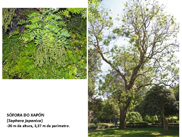 SÓFORA DO XAPÓN (Sophora japonica) -20 m de altura, 3, 37 m de perímetro.