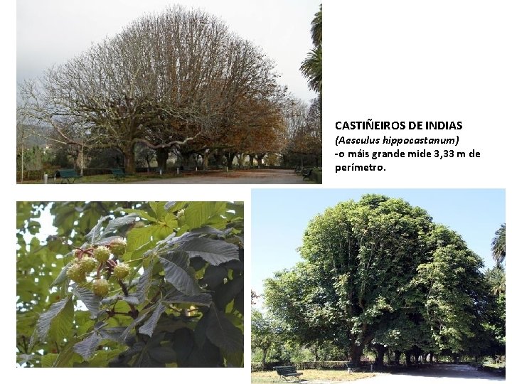 CASTIÑEIROS DE INDIAS (Aesculus hippocastanum) -o máis grande mide 3, 33 m de perímetro.