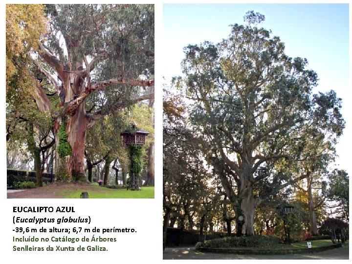 EUCALIPTO AZUL (Eucalyptus globulus) -39, 6 m de altura; 6, 7 m de perímetro.