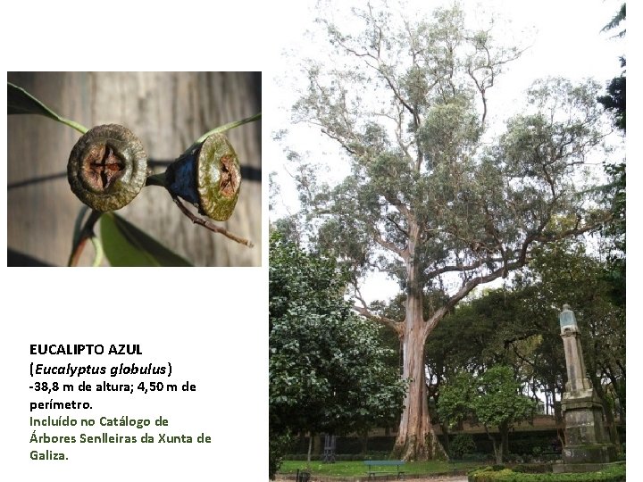 EUCALIPTO AZUL (Eucalyptus globulus) -38, 8 m de altura; 4, 50 m de perímetro.