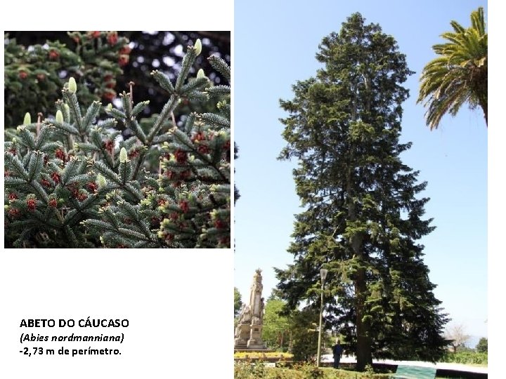 ABETO DO CÁUCASO (Abies nordmanniana) -2, 73 m de perímetro. ABETO DO CÁUCASO (Abies nordmanniana) -2, 73 m de perímetro.