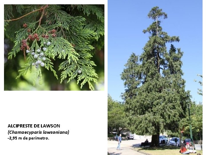 ALCIPRESTE DE LAWSON (Chamaecyparis lawsoniana) -2, 95 m de perímetro. 