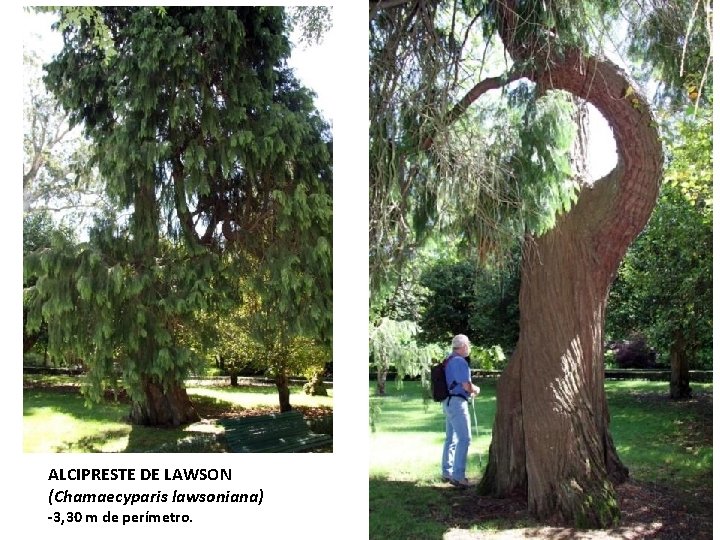 ALCIPRESTE DE LAWSON (Chamaecyparis lawsoniana) -3, 30 m de perímetro. 