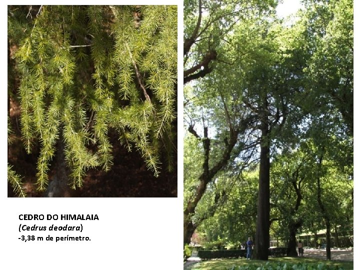 CEDRO DO HIMALAIA (Cedrus deodara) -3, 38 m de perímetro. CEDRO DO HIMALAIA (Cedrus deodara) -3, 38 m de perímetro.