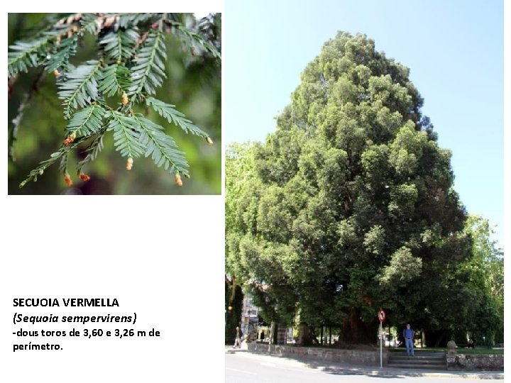 SECUOIA VERMELLA (Sequoia sempervirens) -dous toros de 3, 60 e 3, 26 m de SECUOIA VERMELLA (Sequoia sempervirens) -dous toros de 3, 60 e 3, 26 m de