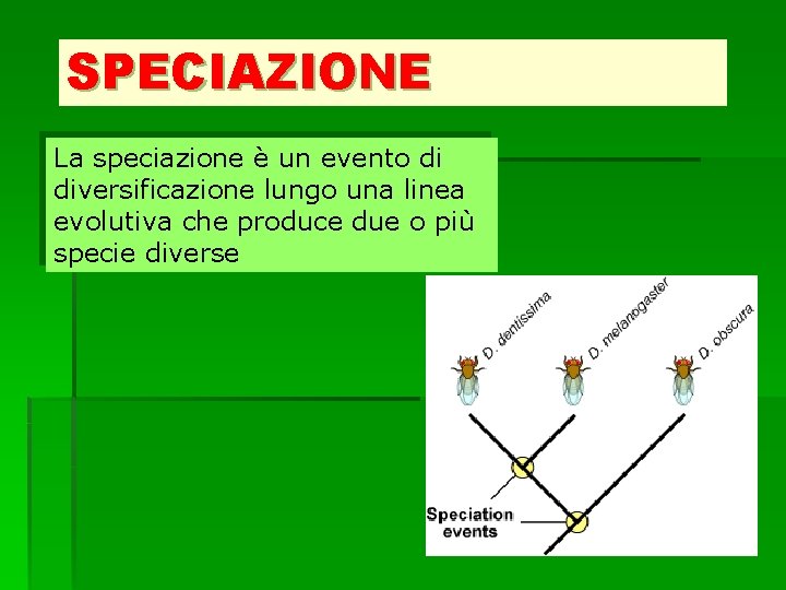 SPECIAZIONE La speciazione è un evento di diversificazione lungo una linea evolutiva che produce