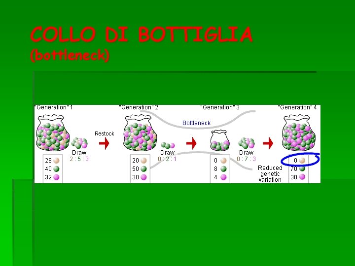 COLLO DI BOTTIGLIA (bottleneck) 