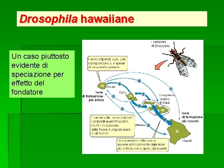 Drosophila hawaiiane Un caso piuttosto evidente di speciazione per effetto del fondatore 