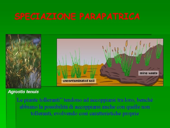 SPECIAZIONE PARAPATRICA Agrostis tenuis Le piante tolleranti” tendono ad accoppiarsi tra loro, benchè abbiano