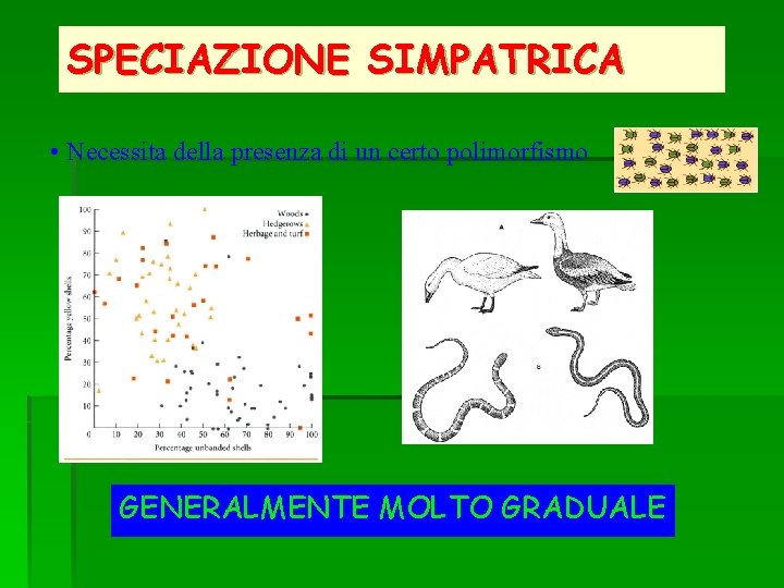 SPECIAZIONE SIMPATRICA • Necessita della presenza di un certo polimorfismo GENERALMENTE MOLTO GRADUALE 