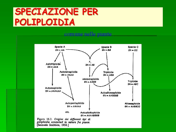 SPECIAZIONE PER POLIPLOIDIA comune nelle piante 