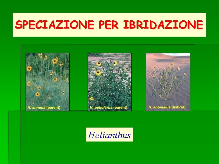 SPECIAZIONE PER IBRIDAZIONE Helianthus 