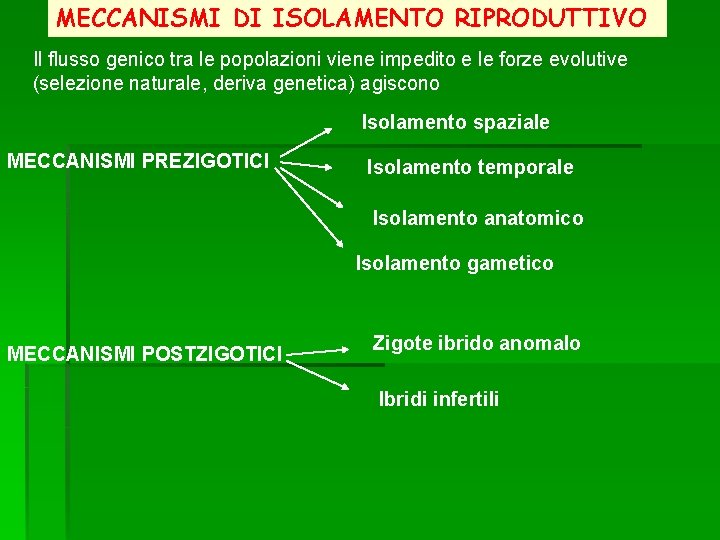 MECCANISMI DI ISOLAMENTO RIPRODUTTIVO Il flusso genico tra le popolazioni viene impedito e le