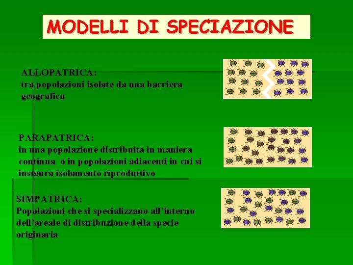 MODELLI DI SPECIAZIONE ALLOPATRICA: tra popolazioni isolate da una barriera geografica PARAPATRICA: in una