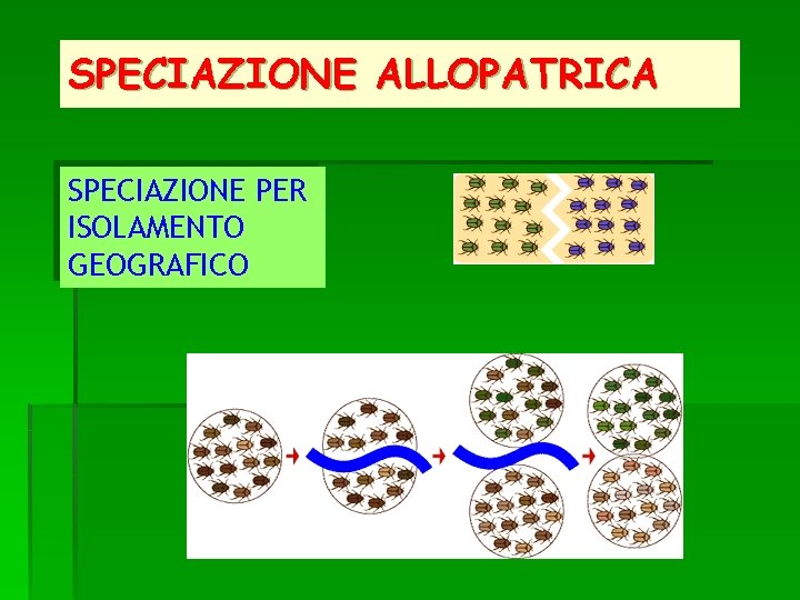 SPECIAZIONE ALLOPATRICA SPECIAZIONE PER ISOLAMENTO GEOGRAFICO 