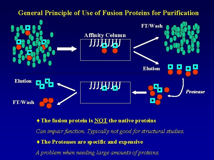 General Principle of Use of Fusion Proteins for Purification FT/Wash Affinity Column Elution Protease