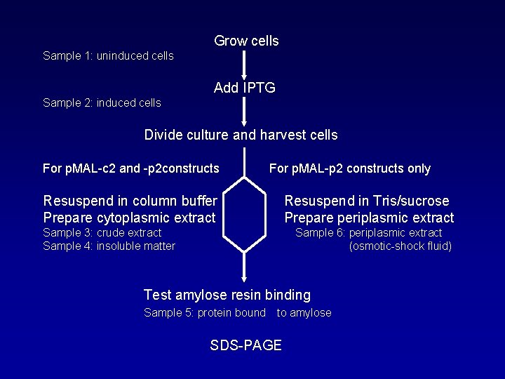 Grow cells Sample 1: uninduced cells Add IPTG Sample 2: induced cells Divide culture