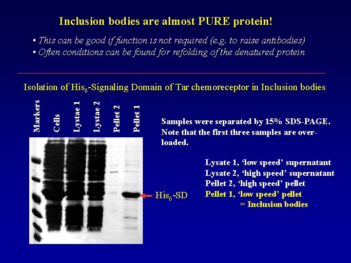 Inclusion bodies are almost PURE protein! • This can be good if function is