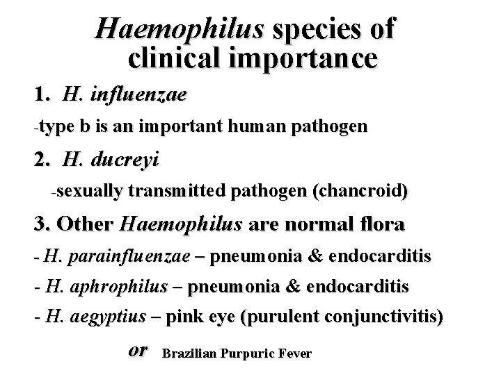 Haemophilus species of clinical importance 1. H. influenzae -type b is an important human