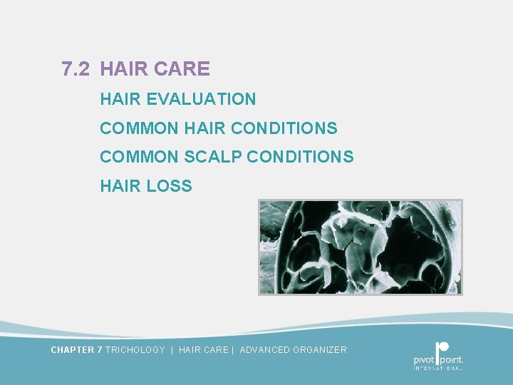 7. 2 HAIR CARE HAIR EVALUATION COMMON HAIR CONDITIONS COMMON SCALP CONDITIONS HAIR LOSS