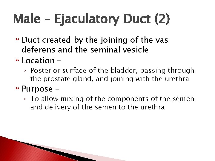 Male – Ejaculatory Duct (2) Duct created by the joining of the vas deferens