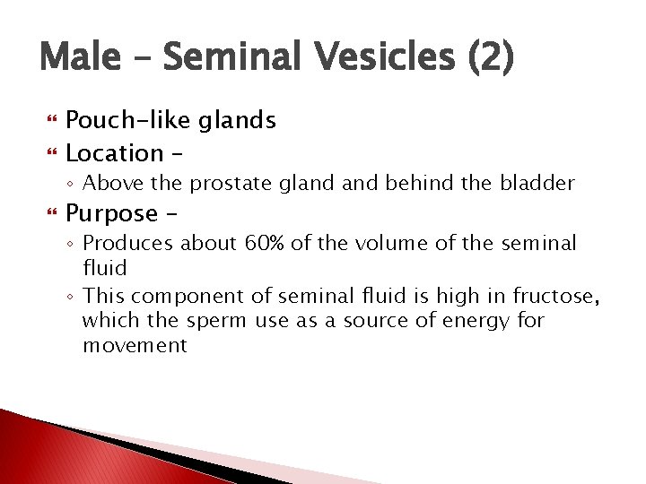 Male – Seminal Vesicles (2) Pouch-like glands Location – ◦ Above the prostate gland