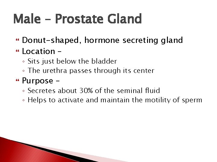 Male – Prostate Gland Donut-shaped, hormone secreting gland Location – ◦ Sits just below