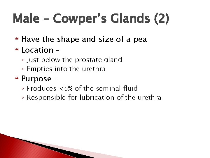 Male – Cowper’s Glands (2) Have the shape and size of a pea Location