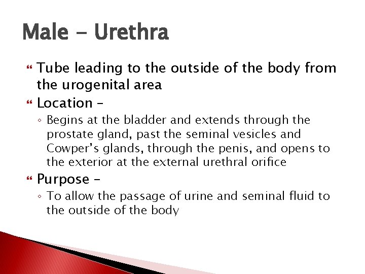 Male - Urethra Tube leading to the outside of the body from the urogenital