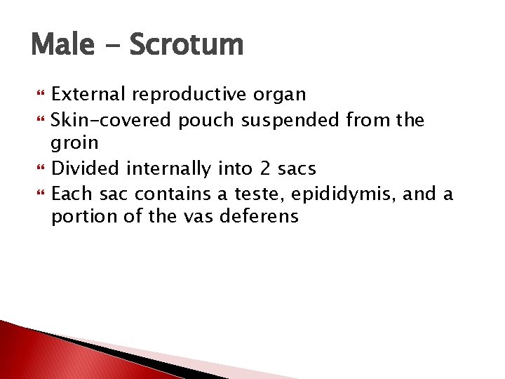 Male - Scrotum External reproductive organ Skin-covered pouch suspended from the groin Divided internally