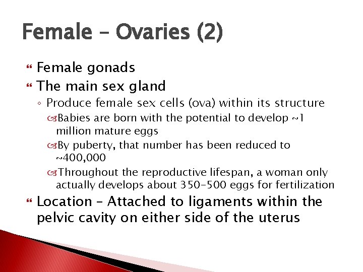 Female – Ovaries (2) Female gonads The main sex gland ◦ Produce female sex