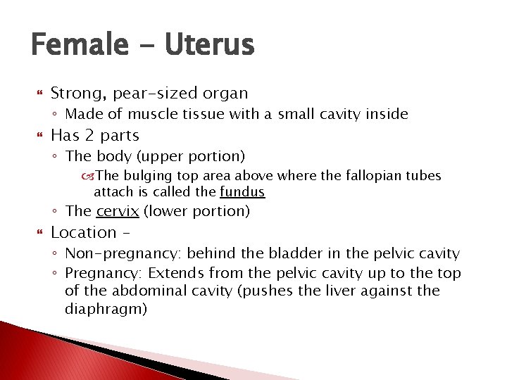 Female - Uterus Strong, pear-sized organ ◦ Made of muscle tissue with a small