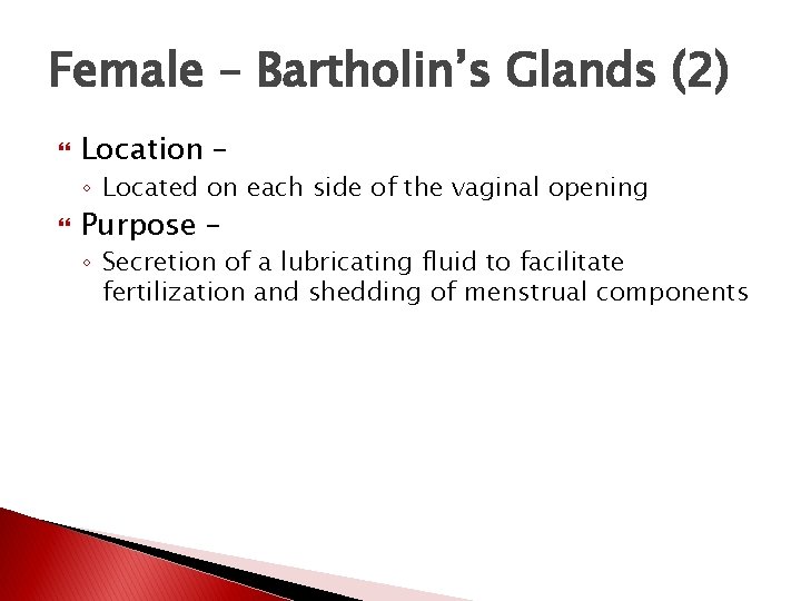 Female – Bartholin’s Glands (2) Location – ◦ Located on each side of the