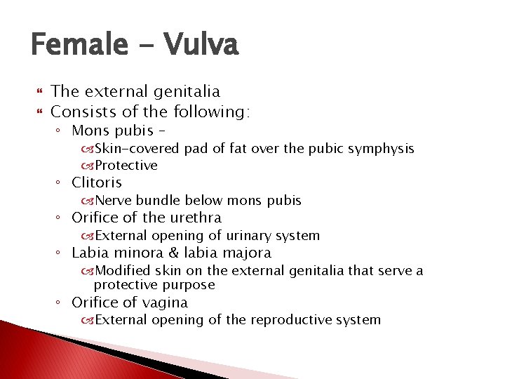 Female - Vulva The external genitalia Consists of the following: ◦ Mons pubis –