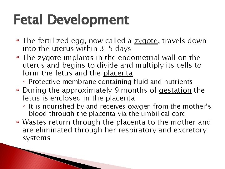 Fetal Development The fertilized egg, now called a zygote, travels down into the uterus