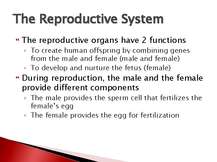 The Reproductive System The reproductive organs have 2 functions ◦ To create human offspring