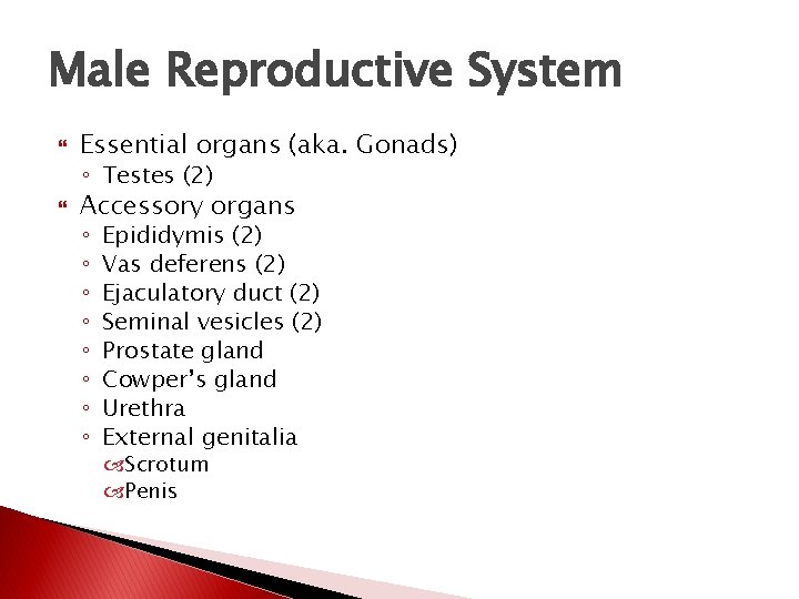 Male Reproductive System Essential organs (aka. Gonads) ◦ Testes (2) Accessory organs ◦ ◦