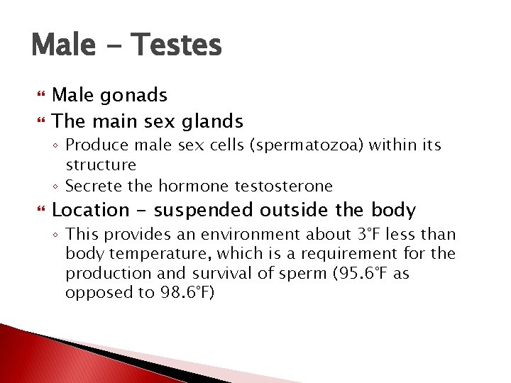 Male - Testes Male gonads The main sex glands ◦ Produce male sex cells