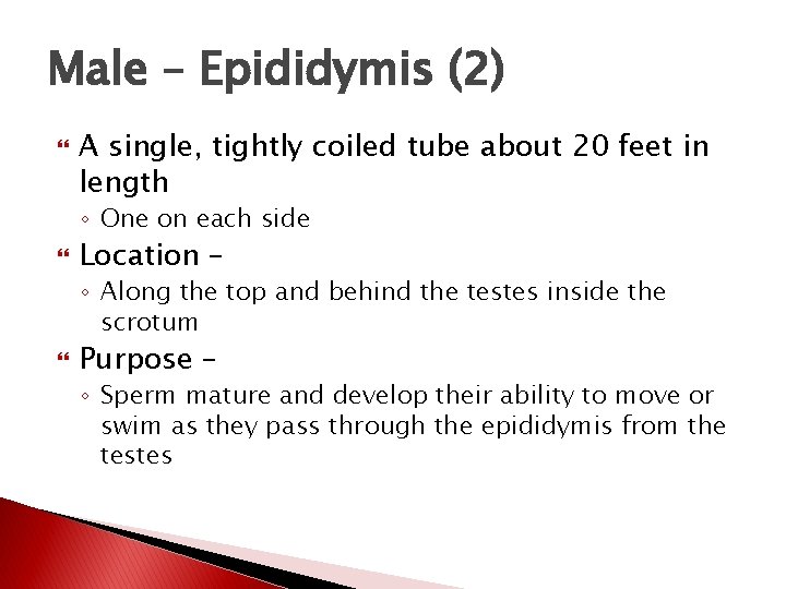 Male – Epididymis (2) A single, tightly coiled tube about 20 feet in length