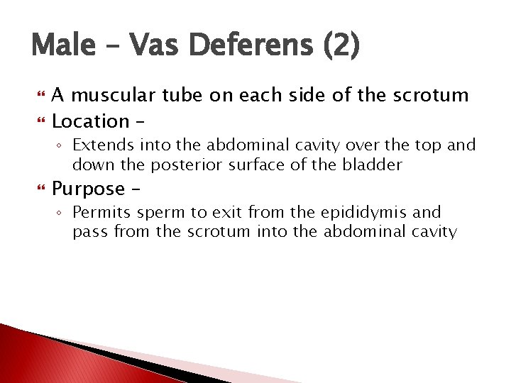Male – Vas Deferens (2) A muscular tube on each side of the scrotum