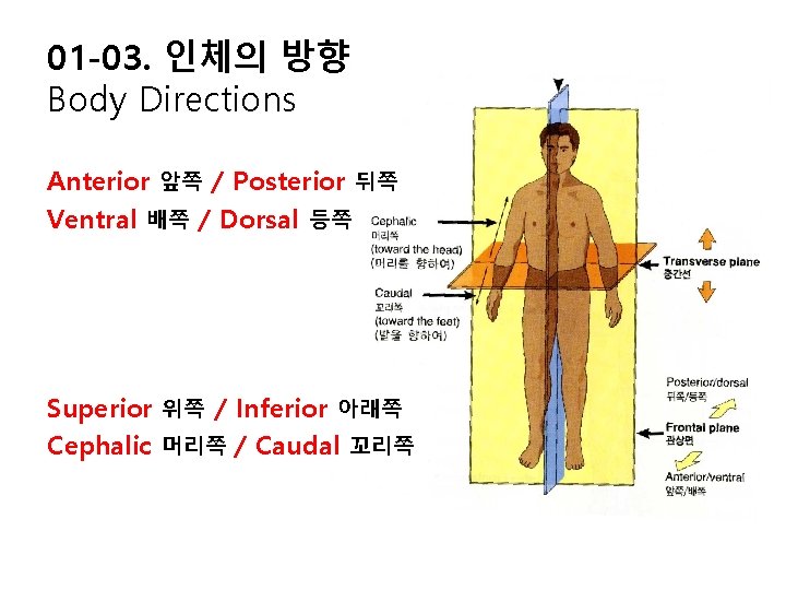 01 -03. 인체의 방향 Body Directions Anterior 앞쪽 / Posterior 뒤쪽 Ventral 배쪽 /