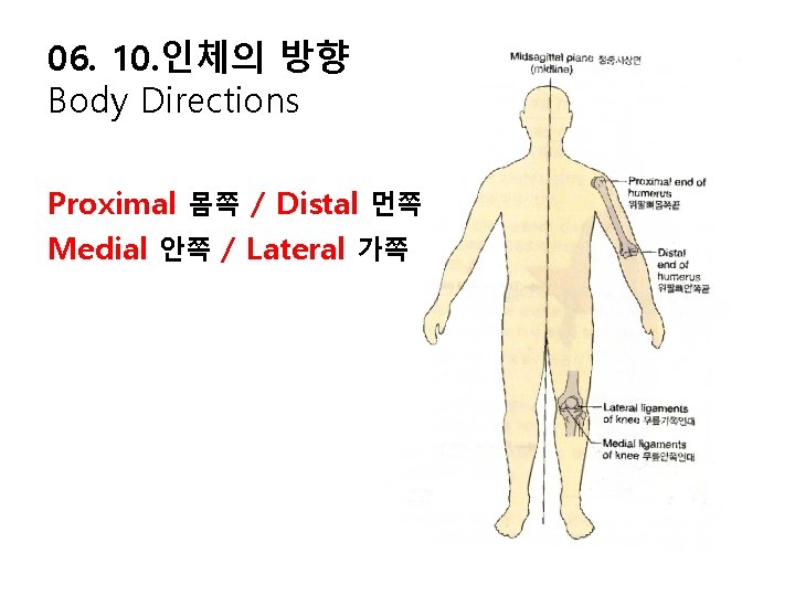 06. 10. 인체의 방향 Body Directions Proximal 몸쪽 / Distal 먼쪽 Medial 안쪽 /