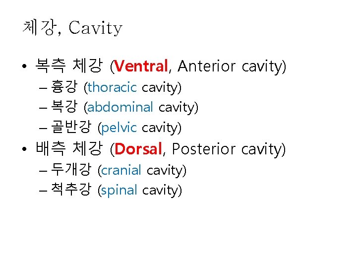 체강, Cavity • 복측 체강 (Ventral, Anterior cavity) – 흉강 (thoracic cavity) – 복강